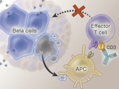 Meccanismo d'azione di teplizumab