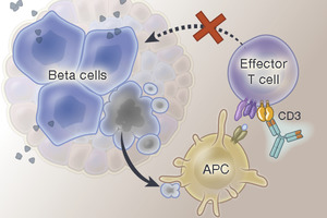 Meccanismo d'azione di teplizumab